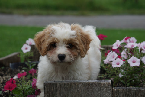 Cavachon Puppy For Sale Millersburg OH Male Landon