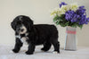 Bernedoodle (Standard) For Sale Sugarcreek, OH Male- Ryder