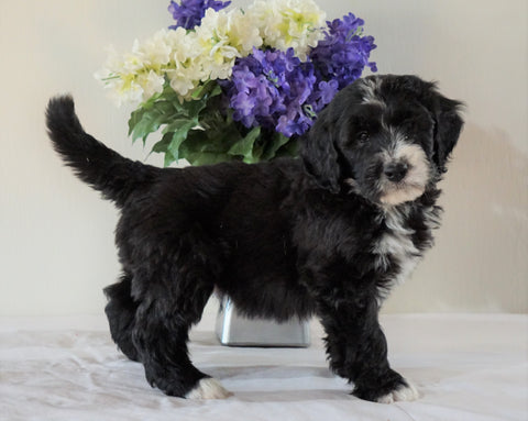 Bernedoodle (Standard) For Sale Sugarcreek, OH Male- Ryder