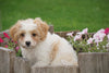 Cavachon Puppy For Sale Millersburg OH Male Landon