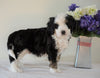 Bernedoodle (Standard) For Sale Sugarcreek, OH Male- Chase