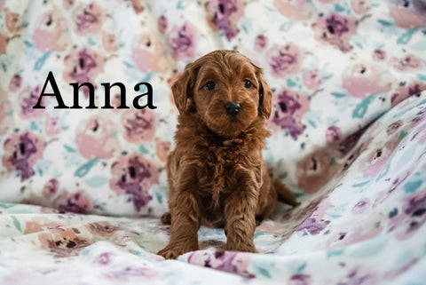 Miniature Poodle For Sale Fresno OH Female-Anna