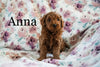 Miniature Poodle For Sale Fresno OH Female-Anna