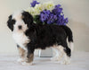 Bernedoodle (Standard) For Sale Sugarcreek, OH Male- Chase