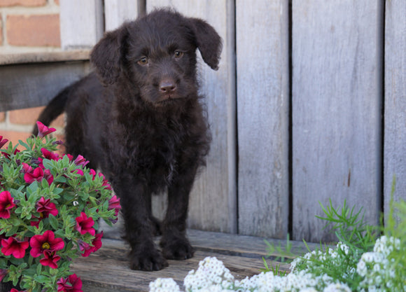 Mini Labradoodle For Sale Sugarcreek, OH Female- Cinderella