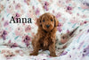 Miniature Poodle For Sale Fresno OH Female-Anna