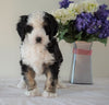 Bernedoodle (Standard) For Sale Sugarcreek, OH Male- Chase