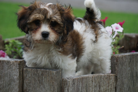 Cavachon Puppy For Sale Millersburg OH Male Arnie