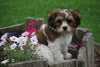 Cavachon Puppy For Sale Millersburg OH Male Arnie