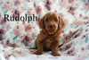 Miniature Poodle For Sale Fresno OH Male-Rudolph
