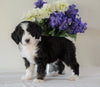 Bernedoodle (Standard) For Sale Sugarcreek, OH Female- Twinkle