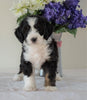 Bernedoodle (Standard) For Sale Sugarcreek, OH Female- Twinkle