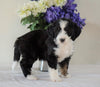 Bernedoodle (Standard) For Sale Sugarcreek, OH Female- Twinkle