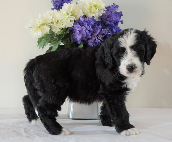 Bernedoodle (Standard) For Sale Sugarcreek, OH Male- Rambo