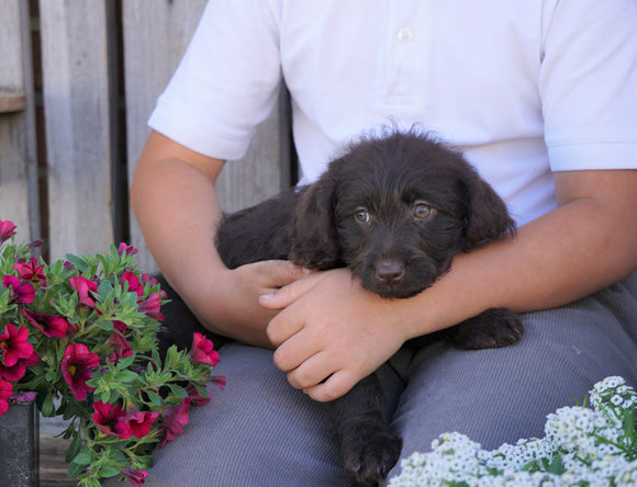 Mini Labradoodle For Sale Sugarcreek, OH Female - Ava