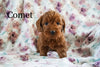 Miniature Poodle For Sale Fresno OH Male-Comet