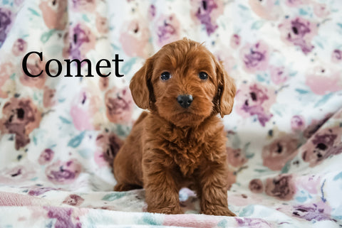 Miniature Poodle For Sale Fresno OH Male-Comet