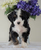 Bernedoodle (Standard) For Sale Sugarcreek, OH Female- Chloe