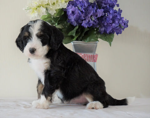 Bernedoodle (Standard) For Sale Sugarcreek, OH Female- Chloe