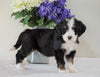 Bernedoodle (Standard) For Sale Sugarcreek, OH Female- Chloe