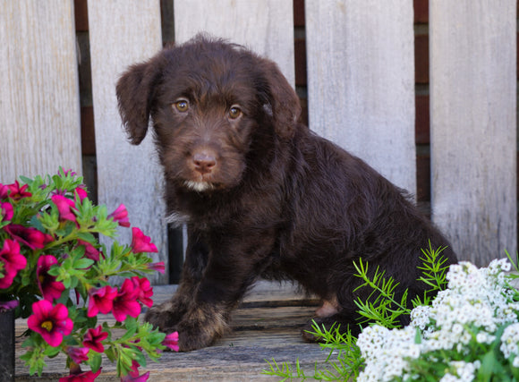 Mini Labradoodle For Sale Sugarcreek, OH Male- Diesel