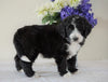 Bernedoodle (Standard) For Sale Sugarcreek, OH Male- Chief