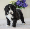 Bernedoodle (Standard) For Sale Sugarcreek, OH Male- Chief