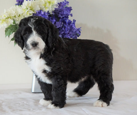 Bernedoodle (Standard) For Sale Sugarcreek, OH Male- Chief