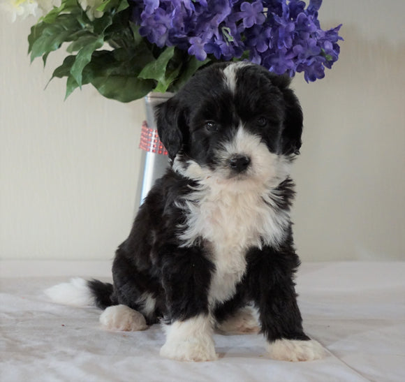 Bernedoodle (Standard) For Sale Sugarcreek, OH Male- Nemo