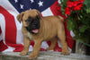 Beabull Puppy For Sale Fredericksburg OH Female Xena