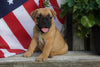 Beabull Puppy For Sale Fredericksburg OH Female Xena