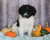 Mini Aussiedoodle Mix For Sale Sparta, KY Female- Sophia