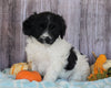 Mini Aussiedoodle Mix For Sale Sparta, KY Female- Sophia