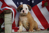 Beabull Puppy For Sale Fredericksburg OH Male Kirby