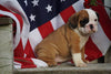 Beabull Puppy For Sale Fredericksburg OH Male Kirby