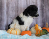 Mini Aussiedoodle Mix For Sale Sparta, KY Female- Sophia