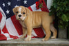 Beabull Puppy For Sale Fredericksburg OH Male Thor