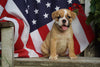 Beabull Puppy For Sale Fredericksburg OH Male Rambo