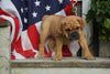 Beabull Puppy For Sale Fredericksburg OH Female Queenie
