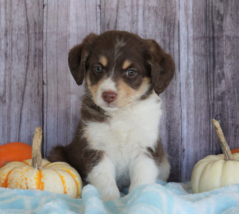 Mini Aussiedoodle Mix For Sale Sparta, Ky Female- Sonya