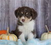 Mini Aussiedoodle Mix For Sale Sparta, Ky Female- Sonya