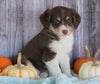 Mini Aussiedoodle Mix For Sale Sparta, Ky Female- Sonya