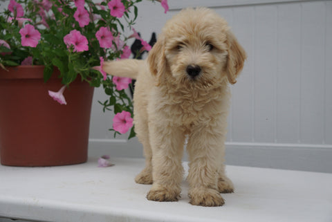 F2 Goldendoodle For Sale Fredericksburg OH Female Abby