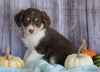 Mini Aussiedoodle Mix For Sale Sparta, Ky Female- Sonya