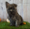 Cairn Terrier For Sale Millersburg, OH Male- Teddy