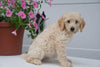 F2 Goldendoodle For Sale Fredericksburg OH Female Alice