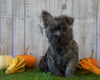 Cairn Terrier For Sale Millersburg, OH Male- Teddy