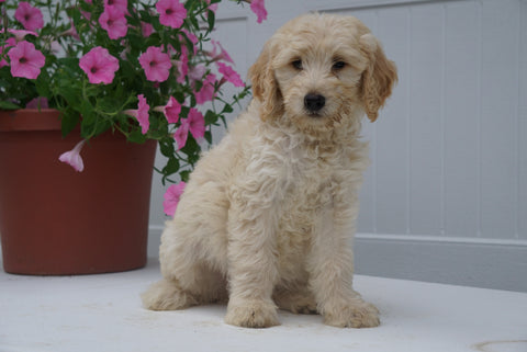 F2 Goldendoodle For Sale Fredericksburg OH Female Alice