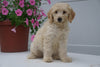 F2 Goldendoodle For Sale Fredericksburg OH Female Alice