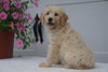 F2 Goldendoodle For Sale Fredericksburg OH Female Alice